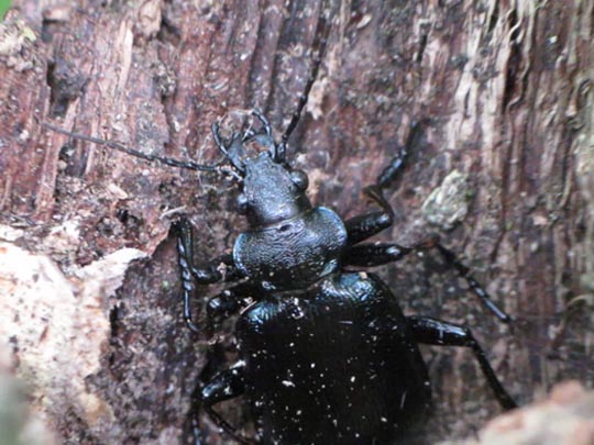Calosoma inquisitor, Kleiner Puppenräuber