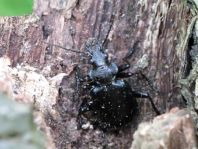 Calosoma inquisitor, Kleiner Puppenräuber