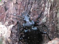 Calosoma inquisitor, Kleiner Puppenräuber