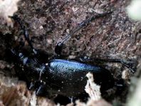 Calosoma inquisitor, Kleiner Puppenräuber