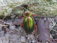 Carabus auratus