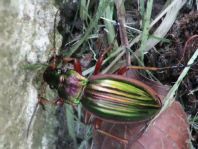 Carabus auratus