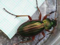 Carabus auratus