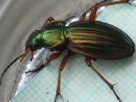 Carabus auratus
