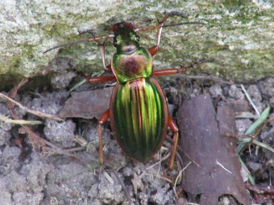 Carabus auratus