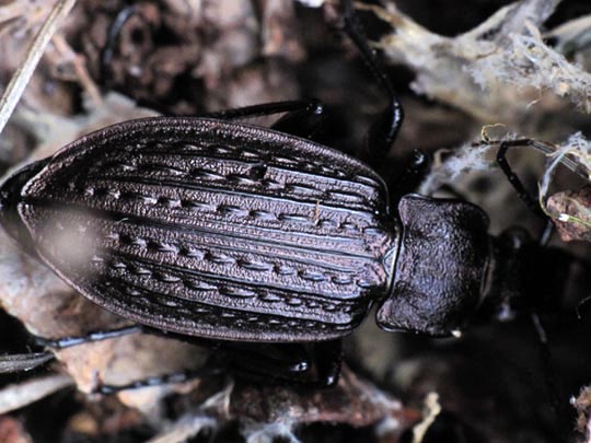 Carabus granulatus, Körniger Laufkäfer