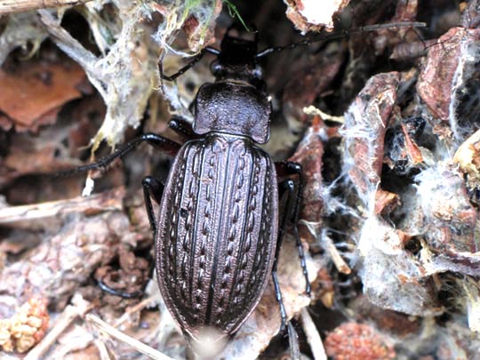 Carabus granulatus, Körniger Laufkäfer