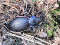 Carabus violaceus, Goldleiste