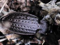Carabus granulatus, Körniger Laufkäfer