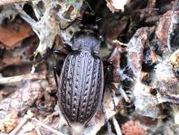 Carabus granulatus, Körniger Laufkäfer