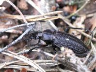 Carabus granulatus, Körniger Laufkäfer