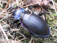 Carabus violaceus, Goldleiste