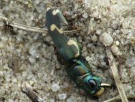 Cicindela hybrida, Dünen-Sandlaufkäfer