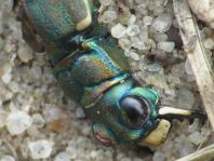 Cicindela hybrida, Dünen-Sandlaufkäfer