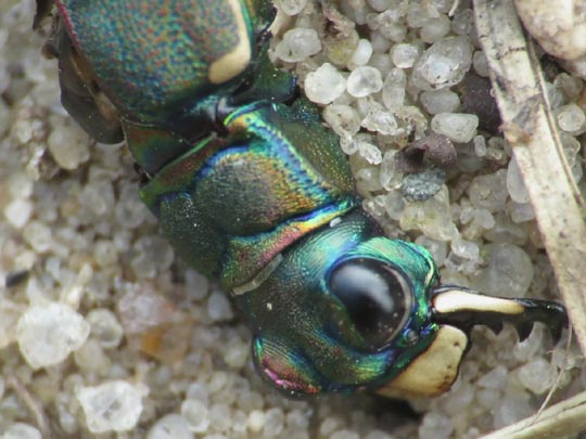 Cicindela hybrida, Dünen-Sandlaufkäfer