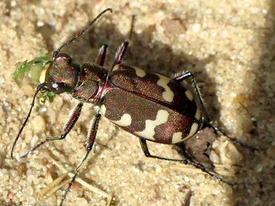 Cicindela hybrida, Dünen-Sandlaufkäfer
