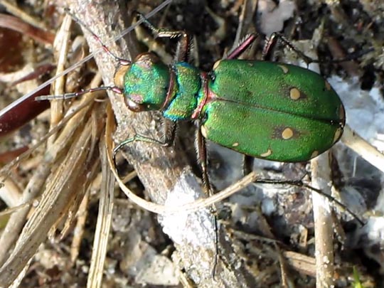 Cicindela campestris, Feld-Sandlaufkäfer