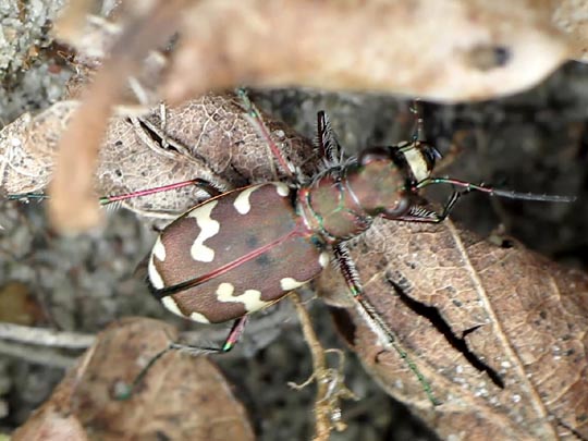 Cicindela hybrida, Dünen-Sandlaufkäfer