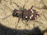 Cicindela hybrida, Dünen-Sandlaufkäfer