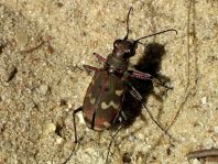 Cicindela hybrida, Dünen-Sandlaufkäfer