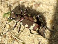 Cicindela hybrida, Dünen-Sandlaufkäfer