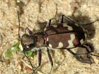 Cicindela hybrida, Dünen-Sandlaufkäfer