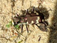 Cicindela hybrida, Dünen-Sandlaufkäfer