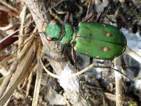 Cicindela campestris, Feld-Sandlaufkäfer