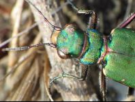Cicindela campestris, Feld-Sandlaufkäfer