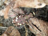 Cicindela hybrida, Dünen-Sandlaufkäfer