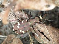 Cicindela hybrida, Dünen-Sandlaufkäfer