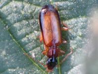 Dromius schneideri