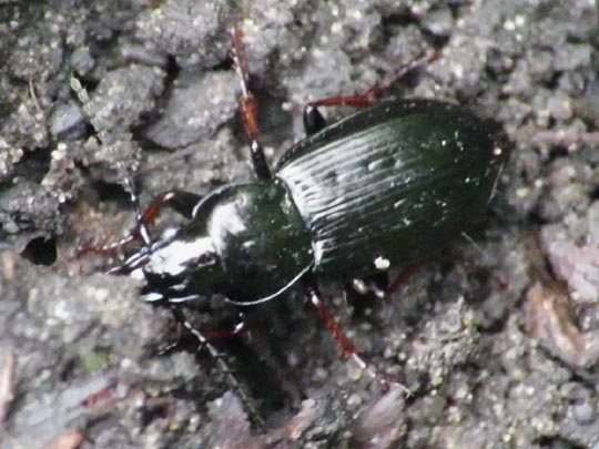 Carabidae