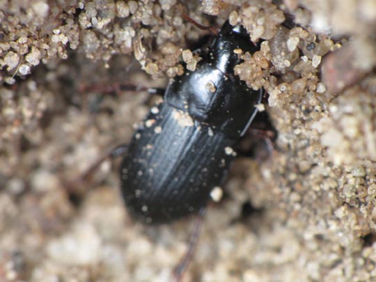 Carabidae