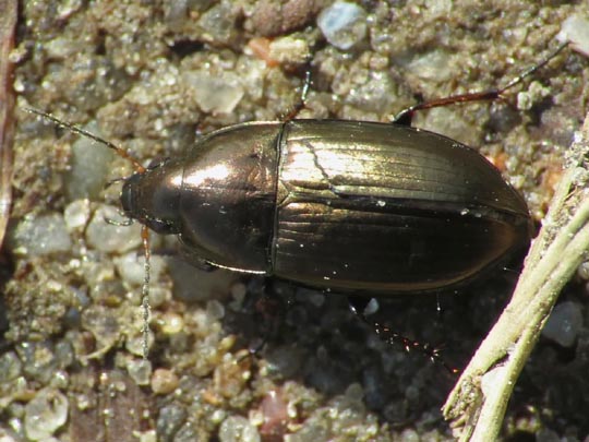 Carabidae