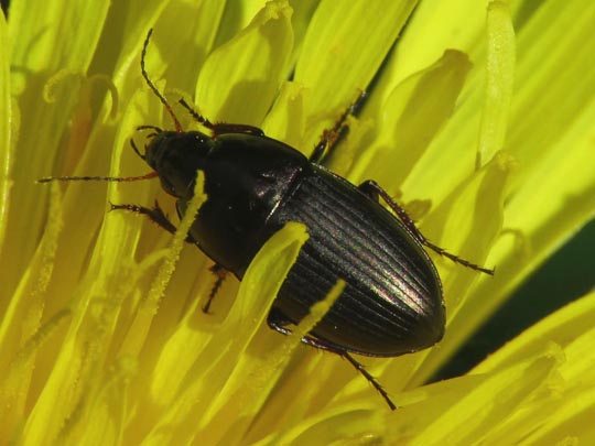 Carabidae