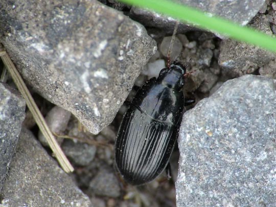 Carabidae