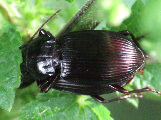 Carabidae