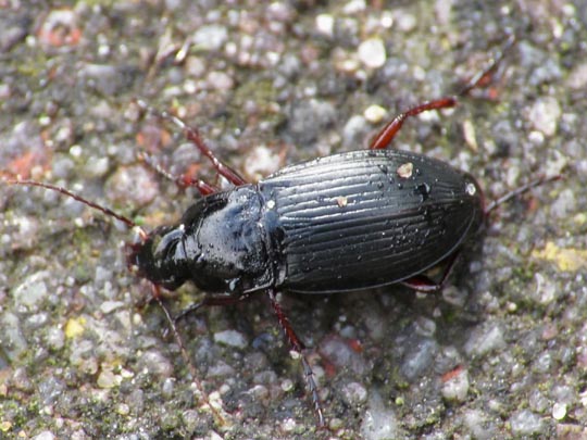 Carabidae