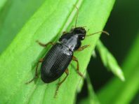 Harpalus cf. latus