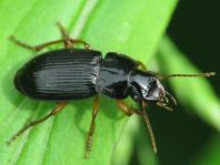 Harpalus cf. latus