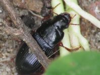 Harpalus rubripes