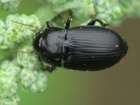 Harpalus sp.