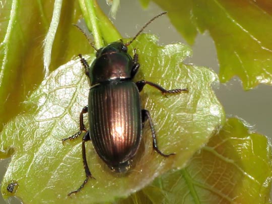 Harpalus distinguendus