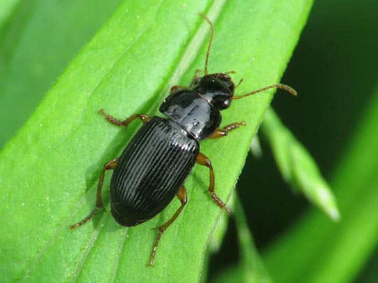 Harpalus cf. latus