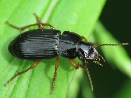 Harpalus cf. latus