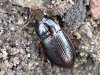 Harpalus autumnalis