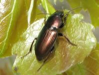 Harpalus distinguendus