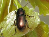 Harpalus distinguendus