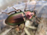 Harpalus distinguendus